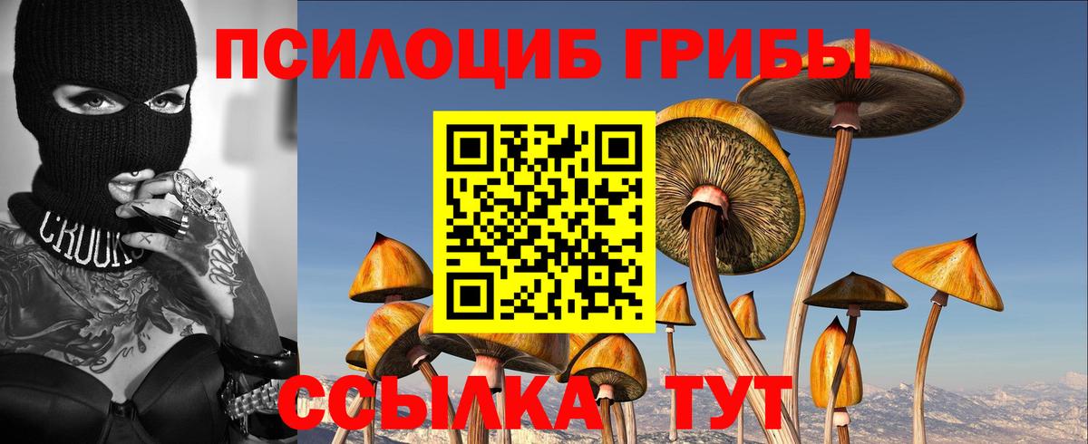 Псилоцибиновые грибы Psilocybe Саранск